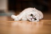Exotic shorthair cat resting on floor