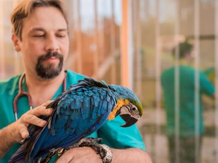 Veterinarian examining a young Ara parrot