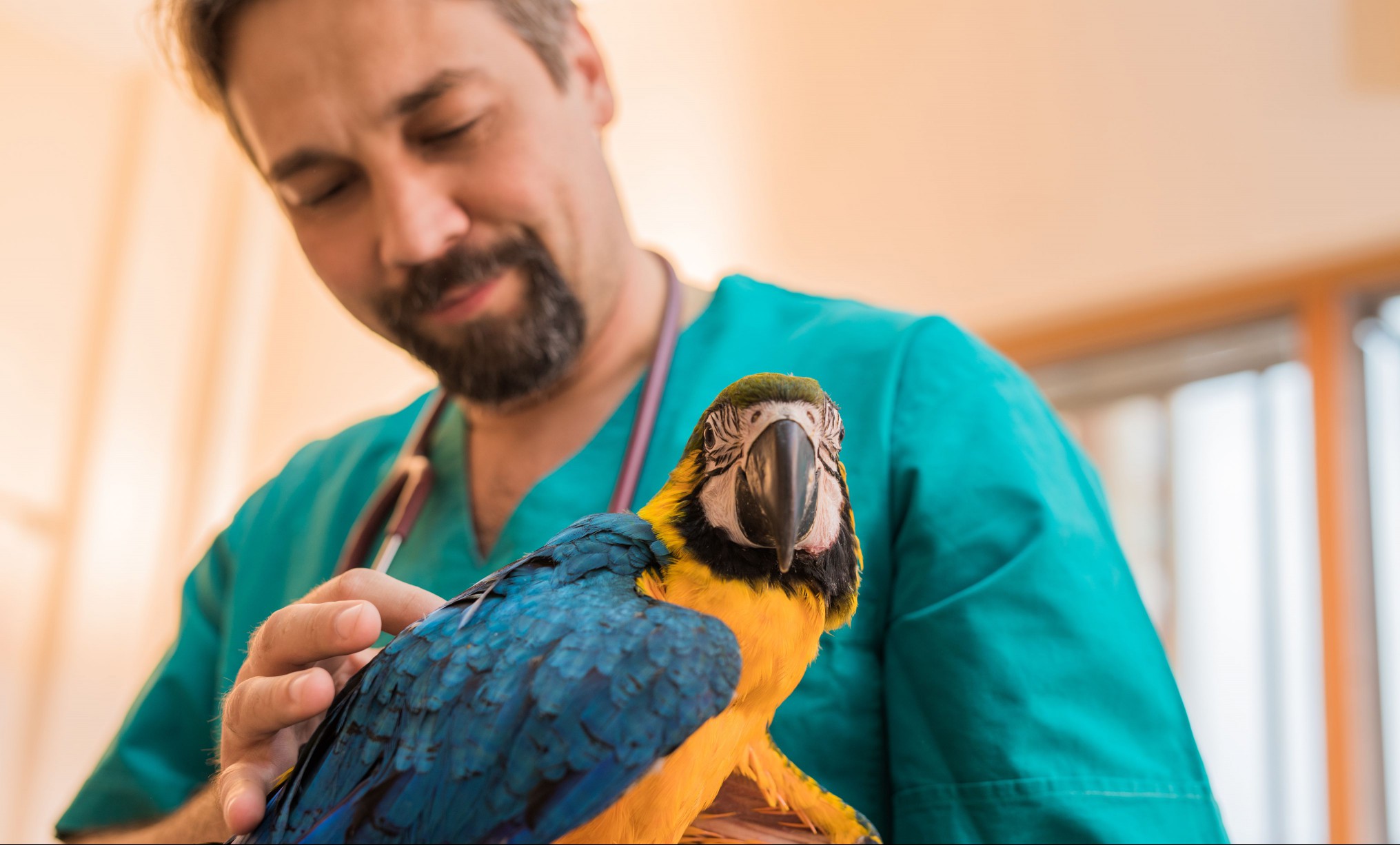 Experienced veterinarian examining young Ara parrot