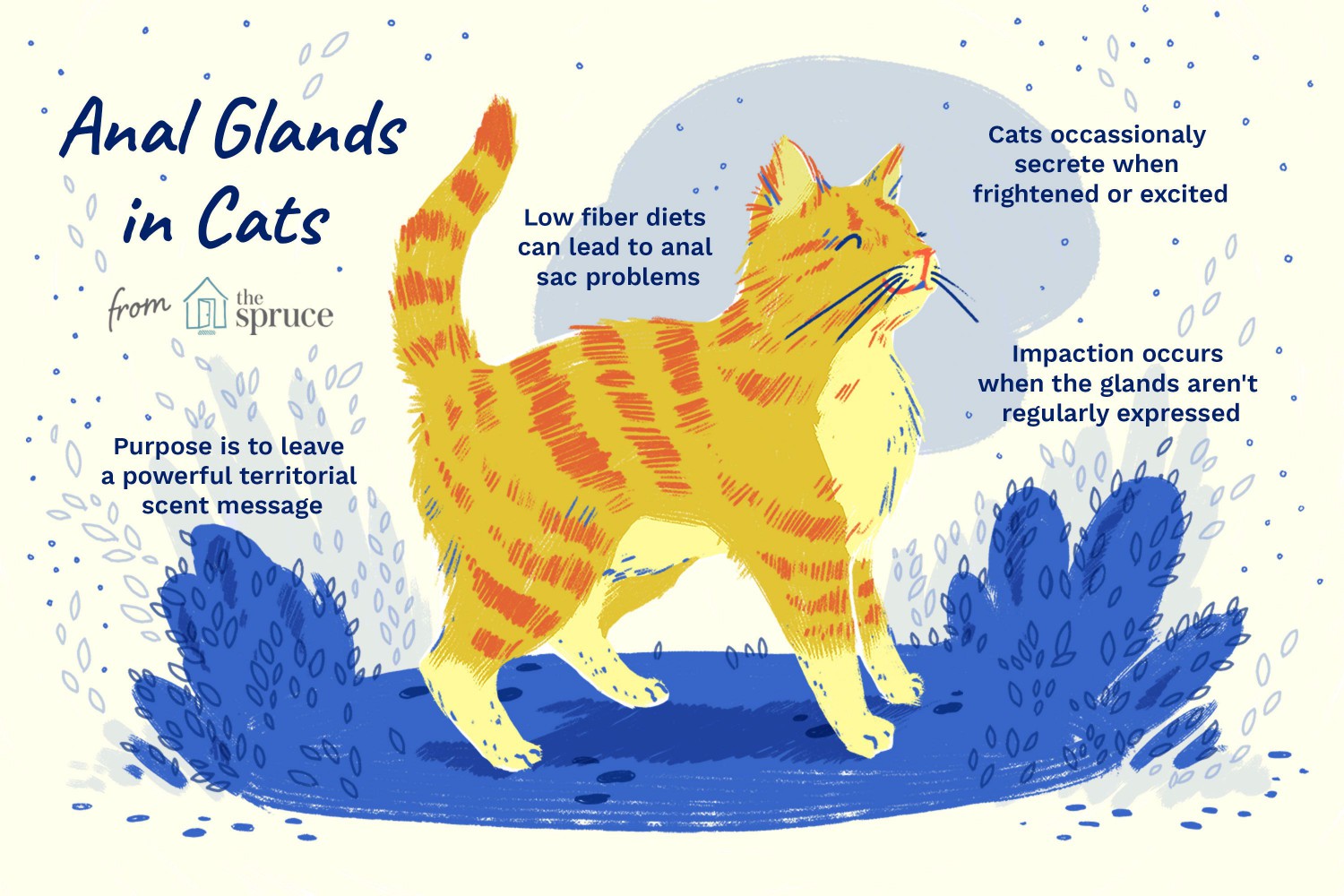 Anal Glands in Cats