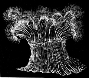 Fig. 5. The same Actinia (Metridium marginatum) fully expanded; natural size. Fig. 5. The same Actinia (Metridium marginatum) fully expanded; natural size.