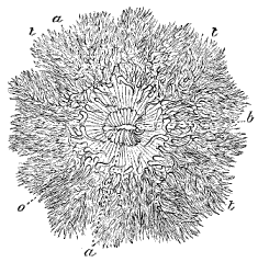 Fig. 7. View from above of an Actinia with all its tentacles expanded; o mouth, b crescent-shaped folds at extremity of mouth, a a folds round mouth, t t t tentacles. Fig. 7. View from above of an Actinia with all its tentacles expanded; o mouth, b crescent-shaped folds at extremity of mouth, a a folds round mouth, t t t tentacles.