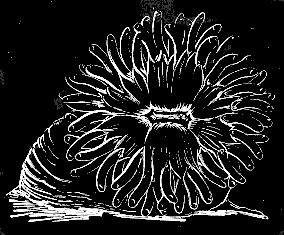 Fig. 10. Rhodactinia Davisii Ag.; natural size. Fig. 10. Rhodactinia Davisii Ag.; natural size.