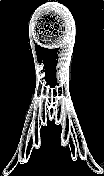 Fig. 11. Arachnactis brachiolata A. Ag., greatly magnified. Fig. 11. Arachnactis brachiolata A. Ag., greatly magnified.