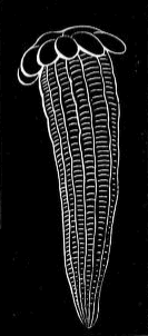 Fig. 14. Bicidium parasiticum; natural size. Fig. 14. Bicidium parasiticum; natural size.