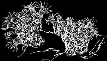 Fig. 16. Astrangia colony; natural size. Fig. 16. Astrangia colony; natural size.
