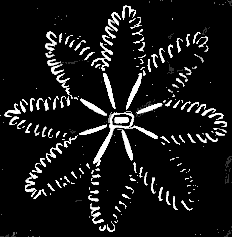 Fig. 21. Single individual of Halcyonium seen from above; magnified. Fig. 21. Single individual of Halcyonium seen from above; magnified.