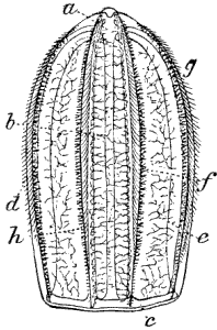 Fig. 33. Idyia roseola seen from the broad side, half natural size; a anal opening, b lateral tube, c circular tube, d e f g h rows of locomotive flappers. (Agassiz.) Fig. 33. Idyia roseola seen from the broad side, half natural size; a anal opening, b lateral tube, c circular tube, d e f g h rows of locomotive flappers. (Agassiz.