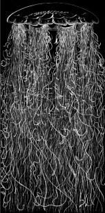 Fig. 44. Cyanea arctica; greatly reduced in size. Fig. 44. Cyanea arctica; greatly reduced in size.