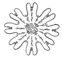 Fig. 48. Ephyra of a Discophore; Aurelia flavidula. (Agassiz.) Fig. 48. Ephyra of a Discophore; Aurelia flavidula. (Agassiz.)