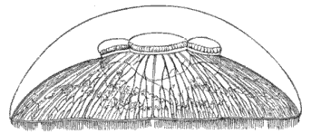 Fig. 49. Aurelia seen in profile, reduced. (Agassiz.) Fig. 49. Aurelia seen in profile, reduced. (Agassiz.)