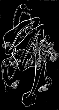 Fig. 111. Cluster of Medusæ with tentacles having pendent knobs. Fig. 111. Cluster of Medusæ with tentacles having pendent knobs.