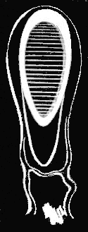 Fig. 116. Oil float of Nanomia; greatly magnified. Fig. 116. Oil float of Nanomia; greatly magnified.