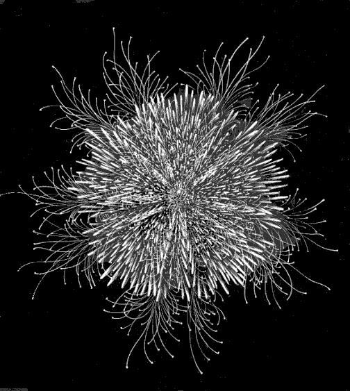 Fig. 131. Toxopneustes from above, with all the appendages expanded; natural size. Fig. 131. Toxopneustes from above, with all the appendages expanded; natural size.