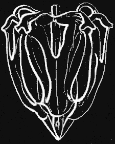 Fig. 138. Teeth of Sea-urchin, so-called Lantern of Aristotle. Fig. 138. Teeth of Sea-urchin, so-called Lantern of Aristotle.
