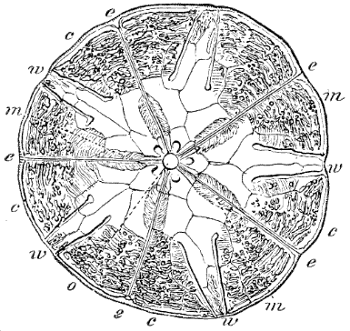 Fig. 140. Transverse section of Echinarachnius; o mouth, e e ambulacra, c m ambulacral ramifications, w w interambulacra. (Agassiz.) Fig. 140. Transverse section of Echinarachnius; o mouth, e e ambulacra, c m ambulacral ramifications, w w interambulacra. (Agassiz.)