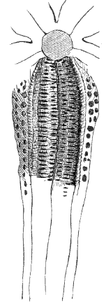 Fig. 141. Star-fish ray, seen from mouth side. (Agassiz.) Fig. 141. Star-fish ray, seen from mouth side. (Agassiz.)