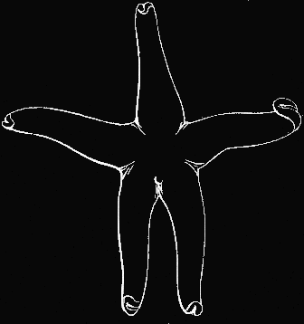 Fig. 146. Cribrella from above; natural size. Fig. 146. Cribrella from above; natural size.