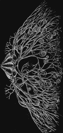 Fig. 151. Astrophyton, Basket-fish; in a natural attitude. Fig. 151. Astrophyton, Basket-fish; in a natural attitude.