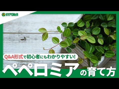 ペペロミアの病害虫｜すぐわかる診断と解決方法