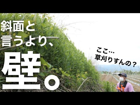傾斜地の芝刈り、安全にやるための5つのポイント