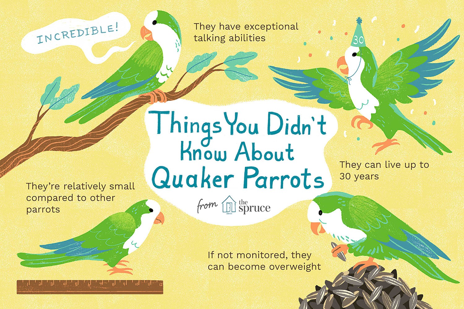 Things You Didn't Know About Quaker Parrots