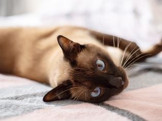 10 Facts About Siamese Cats