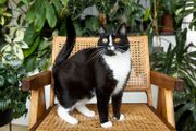 6 Pawsitively Fascinating Facts About Tuxedo Cats