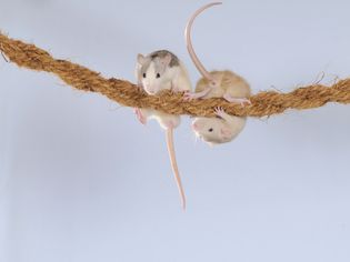DIY Toys for Pet Rats Using Stuff You Already Have