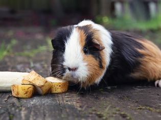 Guinea Pigs Diet and Vitamin C Requirements