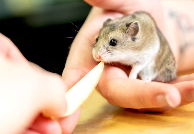 Hamster Food 101: What Can Hamsters Eat?