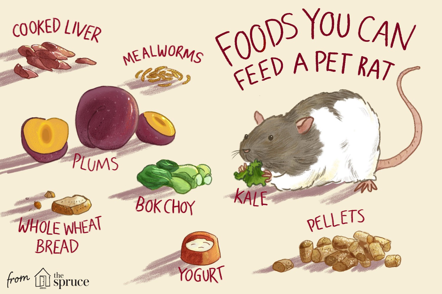 Foods You Can Feed a Pet Rat