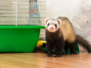 Diarrhea in Ferrets Diarrhea in Ferrets