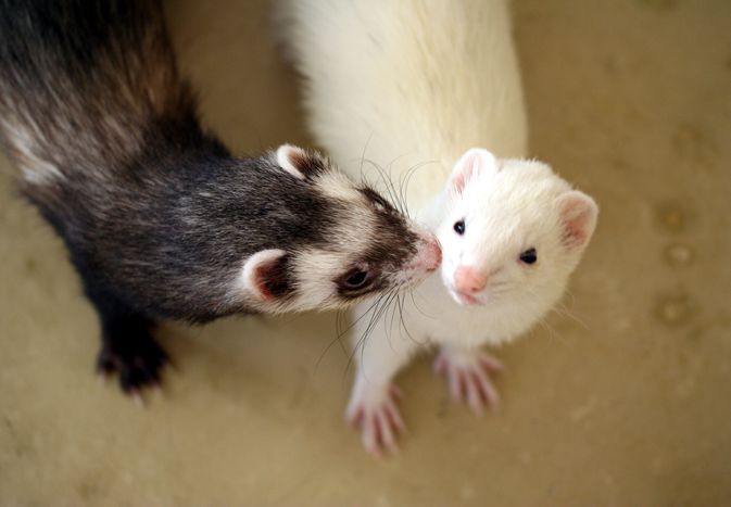The Different Types of Domesticated Ferrets The Different Types of Domesticated Ferrets