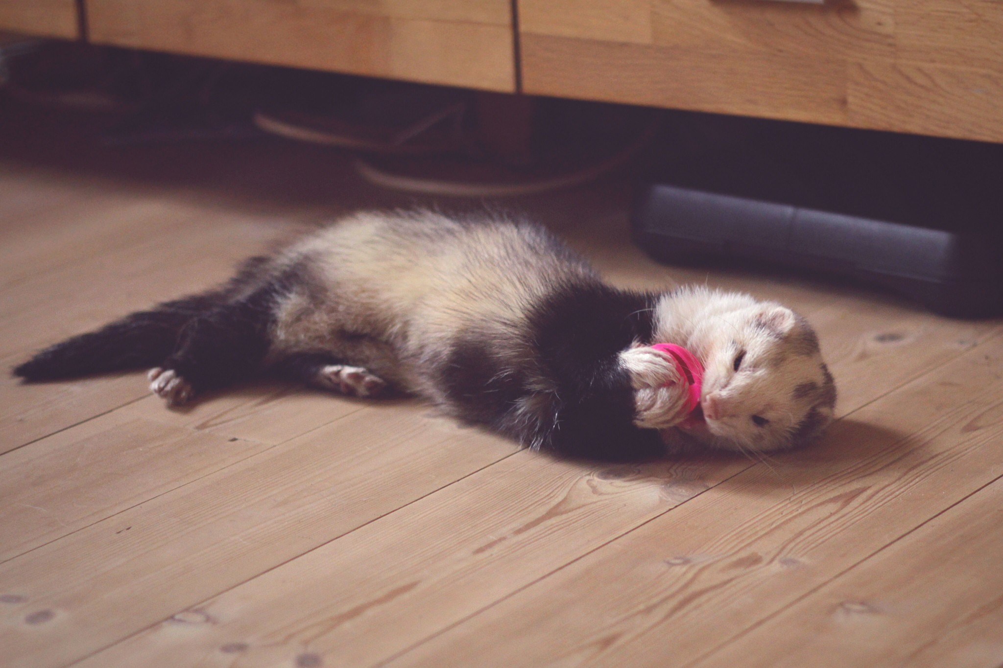 Ferret playing with a pink toy while lying on hardwood flooring