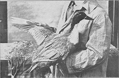 Linked to larger image of figure 12. Wing of Blue Swedish duck.