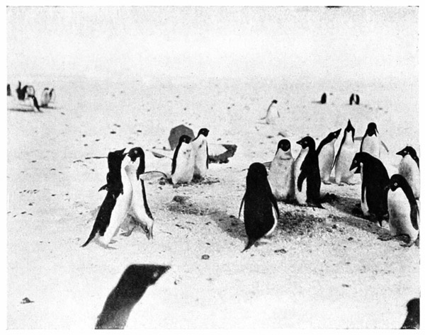 Barrel Shelter for Female and Young.
