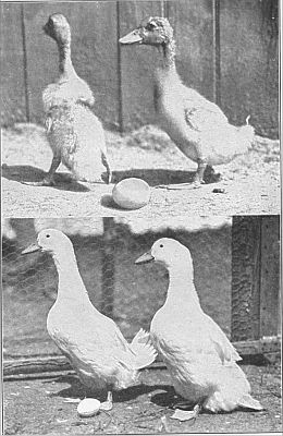 Pekn ducklings. Linked to larger image of figure 30.