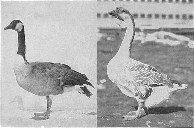 Canadian and African Ganders. Linked to larger image of figure 52.
