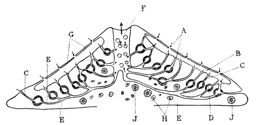 Fig. 1.—Diagram of a vertical section through a freshwater sponge (modified from Kükenthal) Illustration: Diagram of a vertical section through a freshwater sponge (modified from Kükenthal)