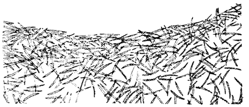 Part of an oscular collar of Spongilla lacustris subsp. reticulata, showing arrangement of microscleres in the derma (magnified). Illustration: Part of an oscular collar of Spongilla lacustris subsp. reticulata, showing arrangement of microscleres in the derma (magnified).