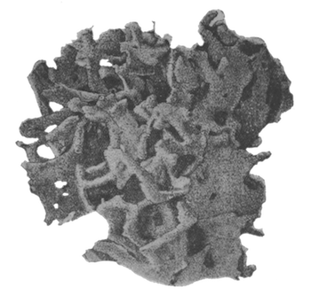 Fig. 5.—Part of a type-specimen of Spongilla lacustris subsp. reticulata (nat. size). Illustration: Fig. 5.—Part of a type-specimen of Spongilla lacustris subsp. reticulata (nat. size).