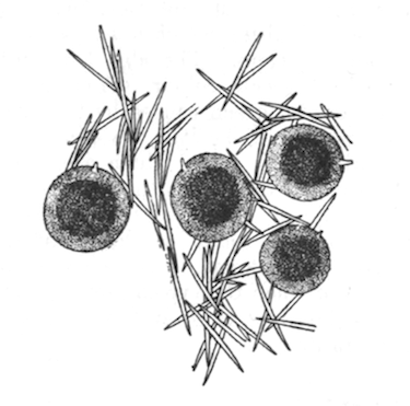 Fig. 10.—Gemmules and fragment of the skeleton of Spongilla cinerea (from type specimen), × 35. Illustration: Fig. 10.—Gemmules and fragment of the skeleton of Spongilla cinerea (from type specimen), × 35.