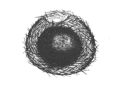 Fig. 14.—Gemmule of Spongilla carteri (from Calcutta), as seen in optical section, × 140. Illustration: Fig. 14.—Gemmule of Spongilla carteri (from Calcutta), as seen in optical section, × 140.