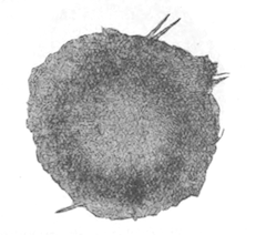 Fig. 18.—Gemmule of Spongilla bombayensis as seen from above (from type specimen), magnified. Illustration: Fig. 18.—Gemmule of Spongilla bombayensis as seen from above (from type specimen), magnified.
