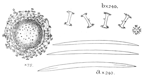 Fig. 21.—Gemmule and spicules of Ephydatia meyeni (from Calcutta). a, Skeleton-spicules; b, gemmule-spicules. Illustration: Fig. 21.—Gemmule and spicules of Ephydatia meyeni (from Calcutta). a, Skeleton-spicules; b, gemmule-spicules.