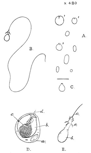 Fig. 27.—Nettle-cells of Hydra. Illustration: Fig. 27.—Nettle-cells of Hydra.