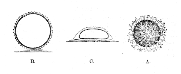 Fig. 28.—Eggs of Hydra (magnified). Illustration: Fig. 28.—Eggs of Hydra (magnified).