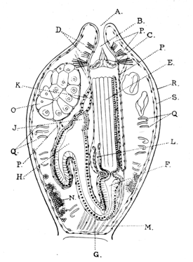 Fig. 30.—Vertical section through a polypide of Alcyonidium with the polypide retracted (after Prouho). Illustration: Fig. 30.—Vertical section through a polypide of Alcyonidium with the polypide retracted (after Prouho).