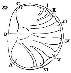 Fig. 32.—Zoarium of Lophopodella carteri moving along the stem of a water plant, × 4. (From Igatpuri Lake.) Illustration: Fig. 32.—Zoarium of Lophopodella carteri moving along the stem of a water plant, × 4. (From Igatpuri Lake.)